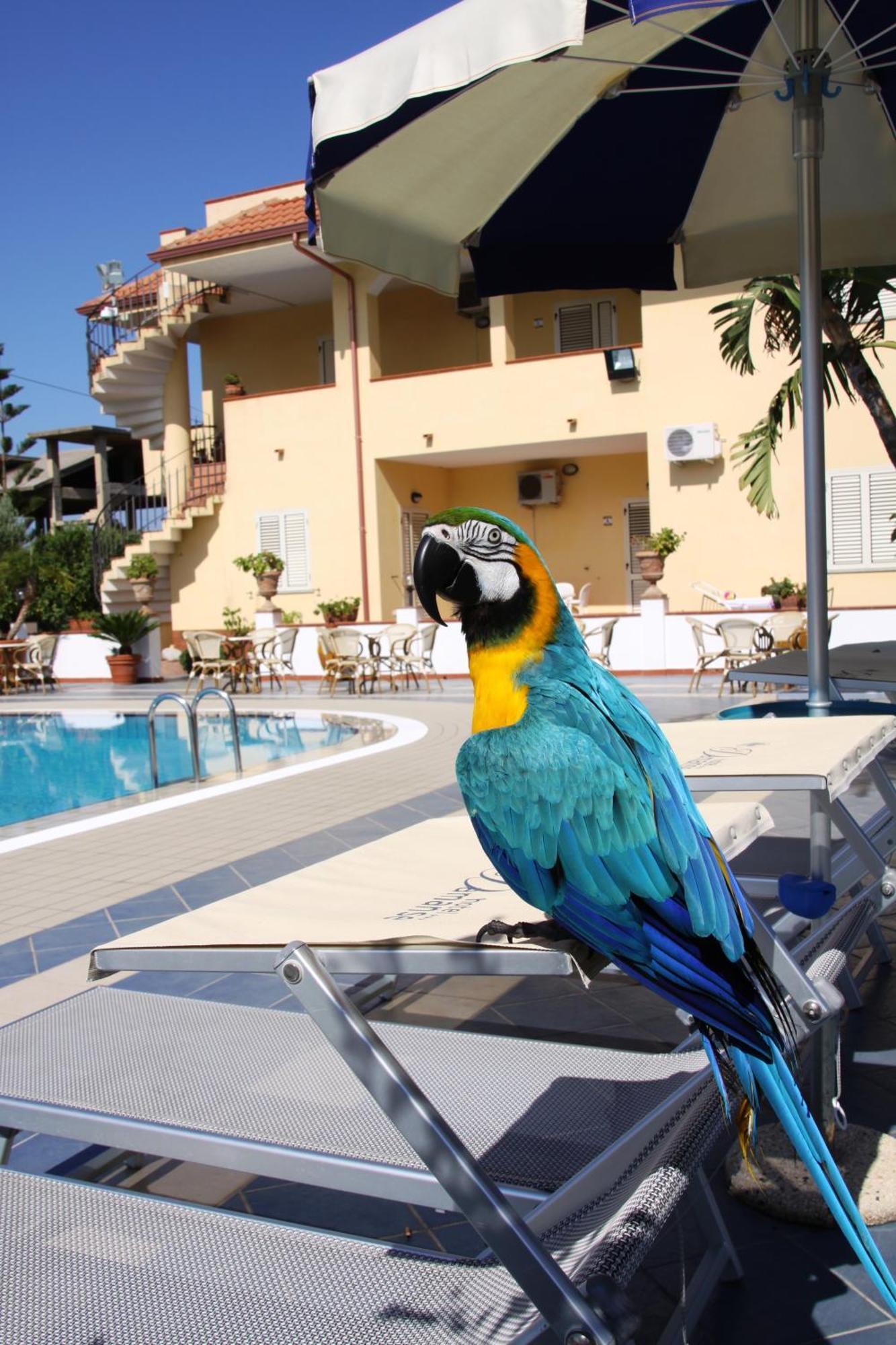 Hotel Damanse Santa Domenica  Dış mekan fotoğraf